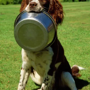 Springer Spaniel Dog - with food bowl