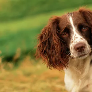 Springer Spaniel Dog - head