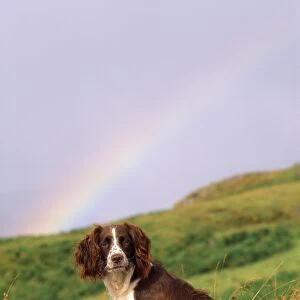 Springer Spaniel Dog - & rainbow