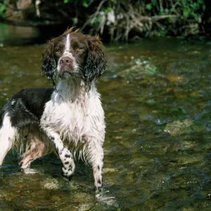 Springer Spaniel Dog - in water