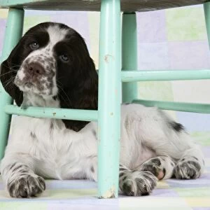 Springer Spaniel - puppy (approx 10 weeks old) underneath a chair
