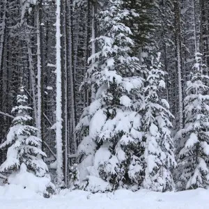 Spruce forest in the Rocky mountains around Jasper National Park. Alberta - Canada Spruce forest in the Rocky mountains around Jasper National Park. Alberta - Canada