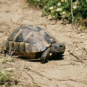 Spur-thighed Tortoise