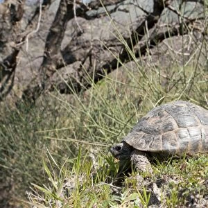 Spur-thighed Tortoise - in the countryside of West Lesvos (Lesbos) - Greece