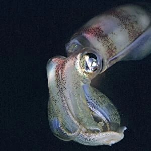 Squid - ths photo was taken at night. Squid have extremely variable colour patterns. They are an imprtant food for many island commuities. Milne Bay, Papua New Guinea