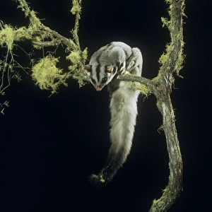 Squirrel Glider - perched on branch, showing underside of tail 