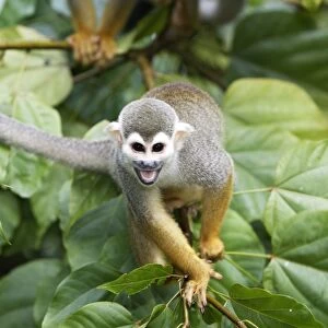 Squirrel Monkey Central Suriname Nature Reserve South America