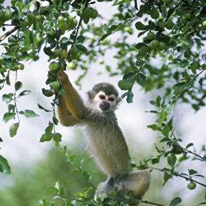 Squirrel Monkey Guyana, South America