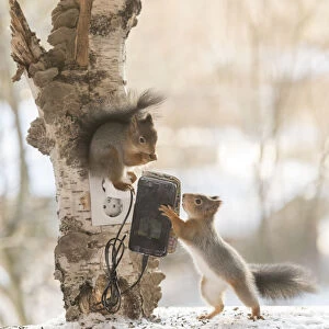 Squirrel, red squirrel, Sciurus vulgaris, Eurasian red squirrel, Sweden