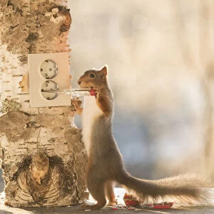 Squirrel, red squirrel, Sciurus vulgaris, Eurasian red squirrel, Sweden