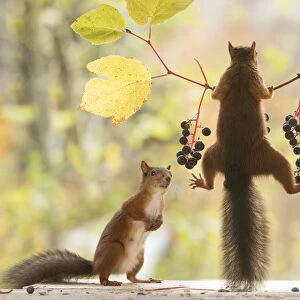 Squirrel, Sciurus vulgaris, Eurasian red squirrel, Sweden