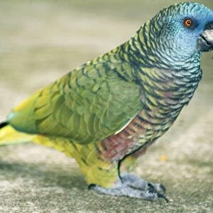 St. Lucia Amazon Parrot St. Lucia, West Indies