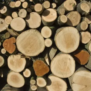 Stack of freshly cut ash logs Cotswolds UK Stack of freshly cut ash logs Cotswolds UK