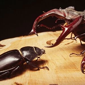 Stag Beetle 2 males fighting over female