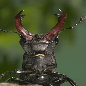 Stag beetle - Head and horns Europe