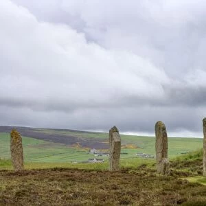 Standing Stones - with Oystercatcher - Ring of Brodgar - Orkney Mainland LA005042
