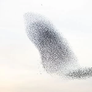 Starling flock and peregrine falcon. Immense flock of birds flying at dusk creating elaborate formations as they swirl to avoid and confuse predators. Near Gretna, Scotland. UK