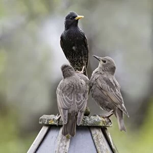 Starling - with youngsters on bird table - Bedfordshire - UK 007558