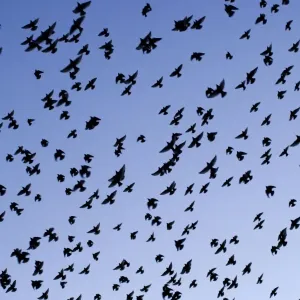 Starlings Close up of a mass of birds in flight Eastbourne, East Sussex, South East England Starlings Close up of a mass of birds in flight Eastbourne, East Sussex, South East England