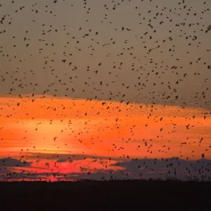 Starlings - going to roost - Davidstow - Cornwall - UK Starlings - going to roost - Davidstow - Cornwall - UK