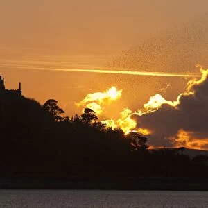 Starlings - going to roost - St Michael's Mount - Cornwall - UK