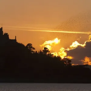 Starlings - going to roost - St Michael's Mount - Cornwall - UK Starlings - going to roost - St Michael's Mount - Cornwall - UK