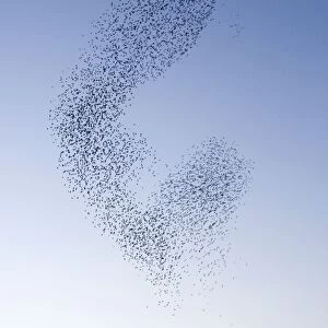 Starlings Shape shifting manoeuvres in the sky Eastbourne, East Sussex, South East England