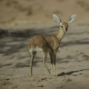 Steenbok Namibia