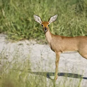 Steinbuck / Steinbok / Steenbok - side view standing on dirt road - Kalahari - Botswana