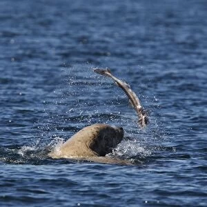 Steller / Northern sealion - in sea playing with fish - Johnstone Strait - British Colombia - Canada