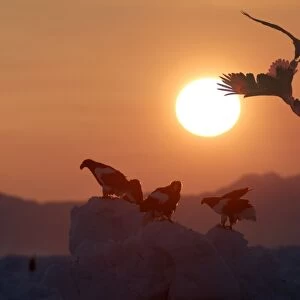 Steller's Sea Eagle - at sunset - Hokkaido - Japan