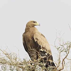 Steppe Eagle Aquila nipalensis Rajasthan, India BI031910