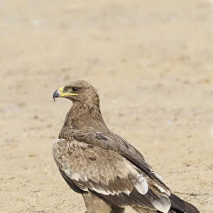 Steppe Eagle Aquila nipalensis Rajasthan, India BI031913
