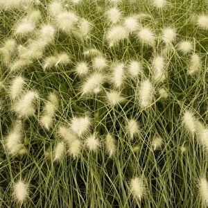 A steppe grass (Stipa papposa = Jarava plumosa). USA