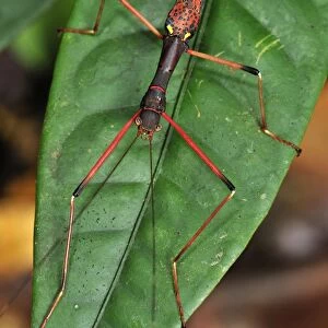 stick insect / walking stick - Gunung Leuser National Park - Northern Sumatra - Indonesia
