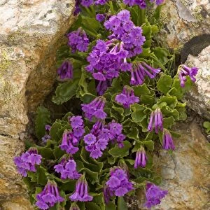 Sticky primrose - lovely clump at high altitude in Upper Engadine, Swiss Alps