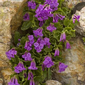 Sticky primrose - lovely clump at high altitude in Upper Engadine, Swiss Alps