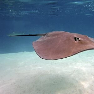 Stingray - These large soft rays live on sand in the Moorea lagoon. They have become a tourist attraction. Moorea, French Polynesia