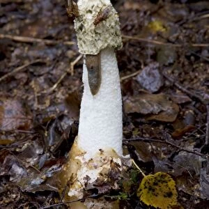 Stinkhorn. Habitat - buried rotting wood. The green slime which covers the cap attracts flies from large distances, and sticks to their legs, thus aiding dispersal of the spores. Nap Wood Nature Reserve, E. Sussex. UK