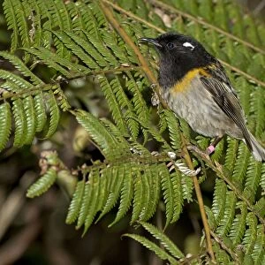 Stitchbird / Hihi - male - Tiritiri Matangi Island, Hauraki Gulf, New Zealand