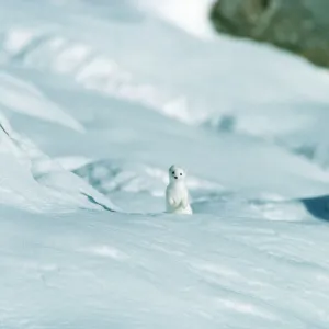 Stoat / Ermine JPF 4219 Looking up - Alps, Europe Mustela ermina © Jean-Paul Ferrero / ardea. com