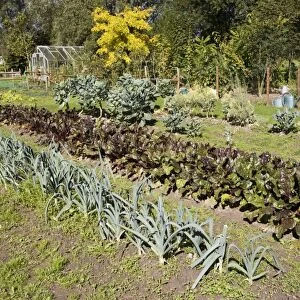 Well stocked French vegetable garden Normandy France