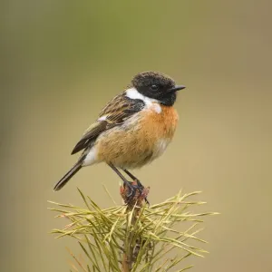 Stonchat - male perched on top of a young conifer tree - May - Cannock Chase - Staffordshire - England Stonchat - male perched on top of a young conifer tree - May - Cannock Chase - Staffordshire - England