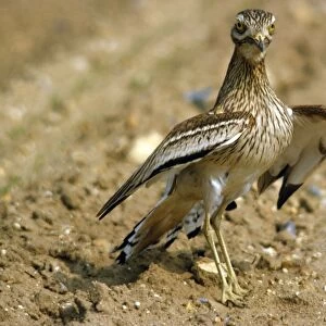 Stone Curlew - display