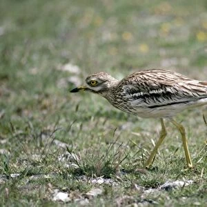 Stone Curlew - France