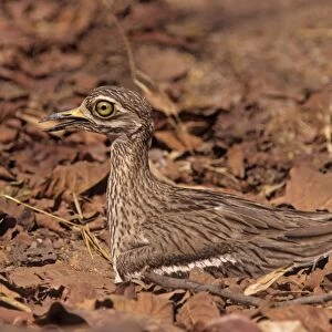 Stone Curlew - at nest, Bandhavgarh National Park, India