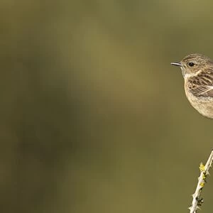 Stonechat - female perched on an old bramble stick - May - Cannock Chase, Staffordshire, England