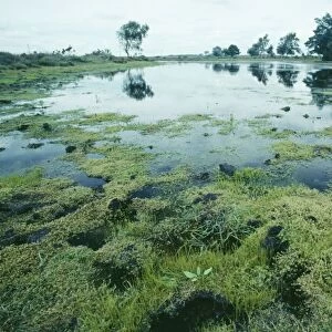 Stonecrop ROG 10963 Australian Stonecrop swamp. Mass of pygmy weed invading a New Forest pond (Invasive Alien) Crassula Helmsii © Bob Gibbons / ARDEA LONDON