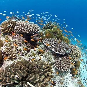 Stony and Lobe Corals (Porites lobe) - Medhu Kandu - Felidhoo - Maldives