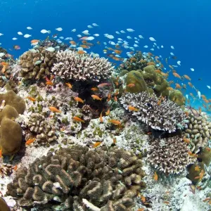 Stony and Lobe Corals (Porites lobe) - Medhu Kandu - Felidhoo - Maldives Stony and Lobe Corals (Porites lobe) - Medhu Kandu - Felidhoo - Maldives